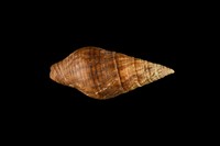 藏品(褐線峨螺)的圖片